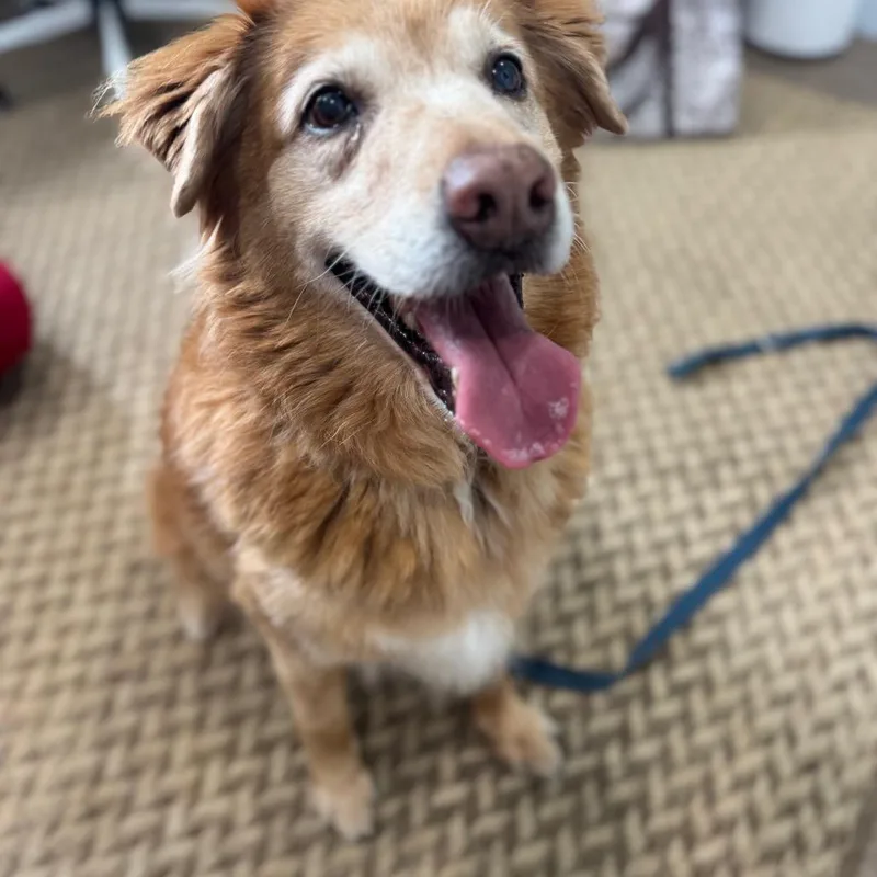 A senior medium-sized female Golden Retriever dog named Goldie for adoption in Pensacola, FL