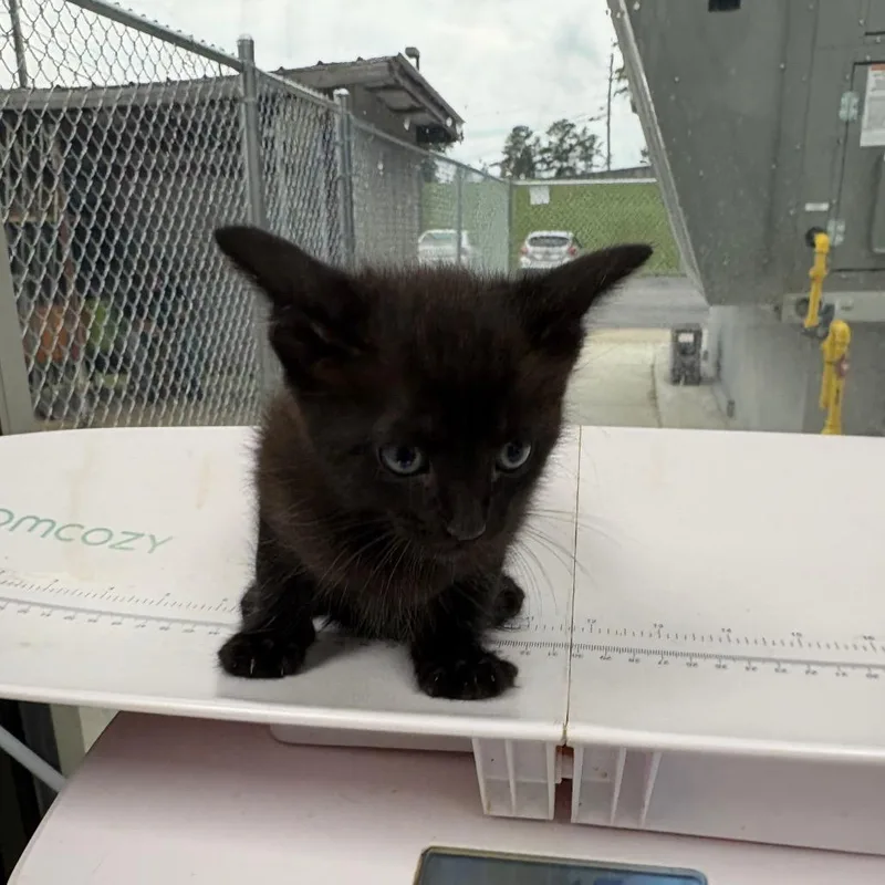 A baby small-sized male Black Domestic Short Hair cat named Freddy for adoption in Columbiana, AL