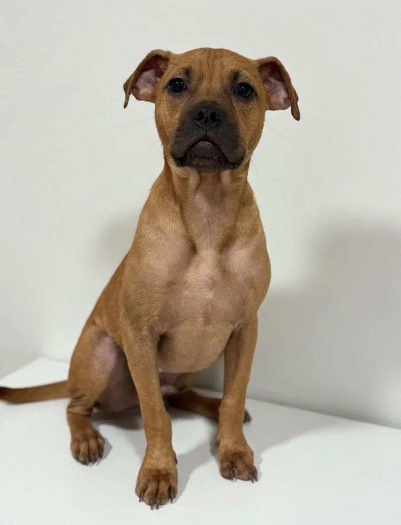 A baby small-sized male Pug dog named George Foreman Lonestar for adoption in Rockaway, NJ