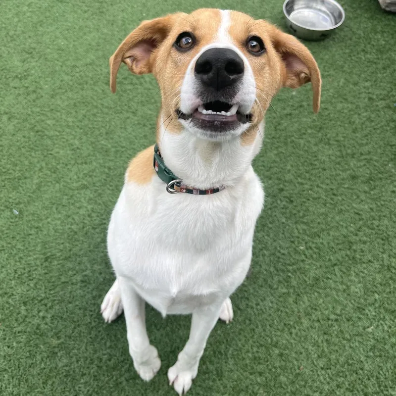 Earnhardt thumbnail 2