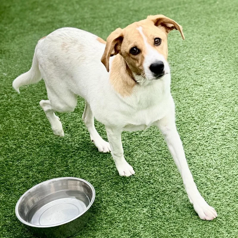 Earnhardt thumbnail 3