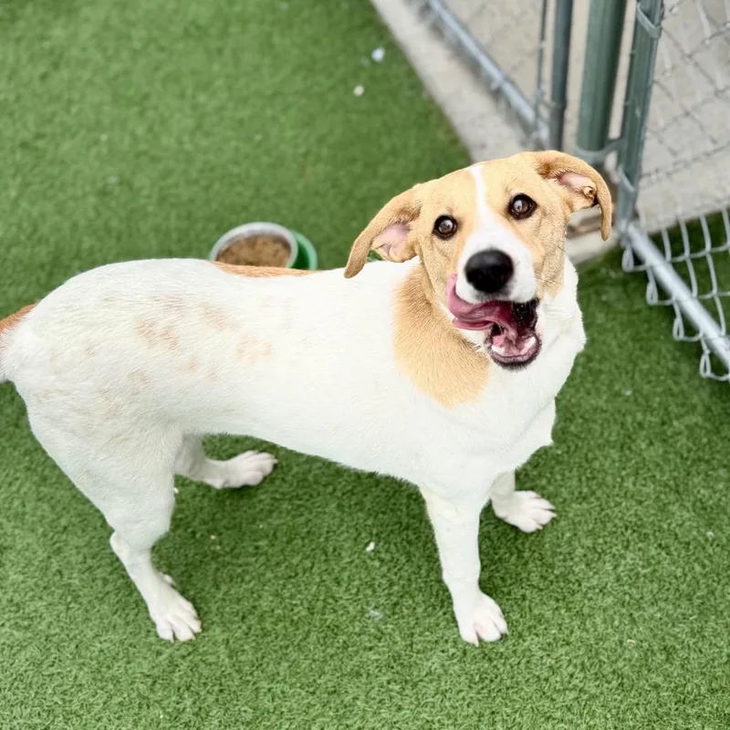 Earnhardt thumbnail 4