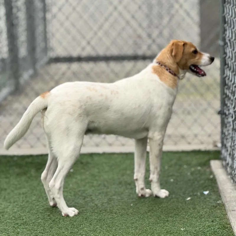 Earnhardt thumbnail 5