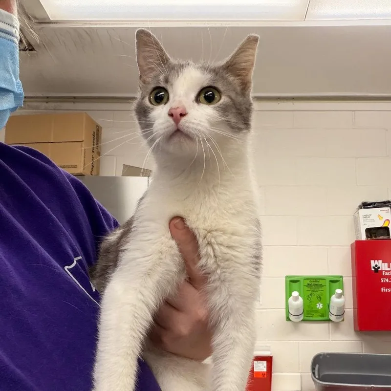 An adult medium-sized female Gray / Blue / Silver Domestic Short Hair cat named Precious for adoption in Indianapolis, IN