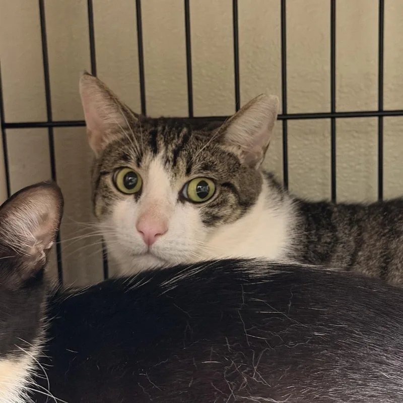 A young small-sized female Brown / Chocolate Domestic Short Hair cat named . Felicia for adoption in Columbus, NC