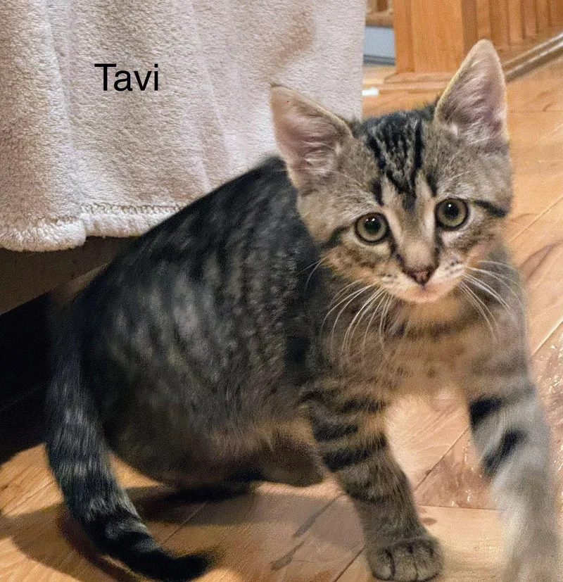 Tavi thumbnail 2