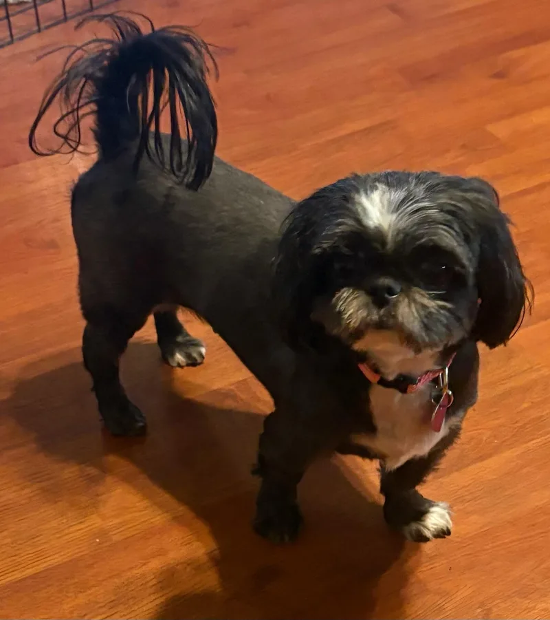 An adult small-sized female Shih Tzu dog named Samantha for adoption in Covina, CA