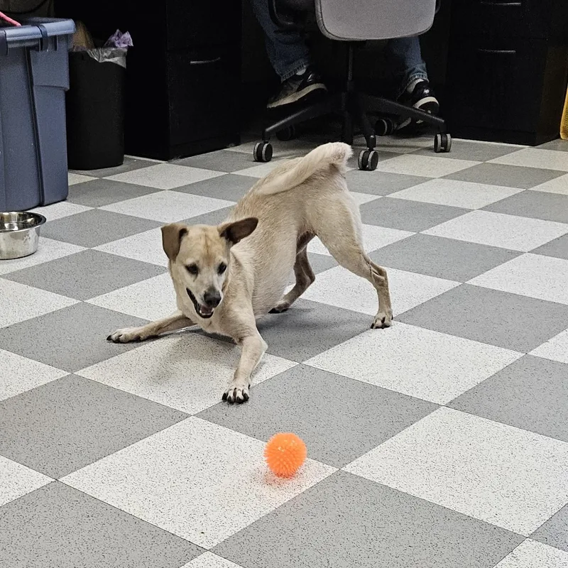 An adult small-sized male Yellow / Tan / Blond / Fawn Chihuahua dog named Elvis for adoption in Benton Harbor, MI