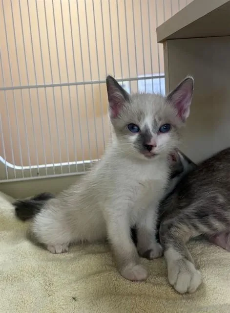 A baby small-sized female Siamese cat named Moonstone for adoption in Blythe, CA