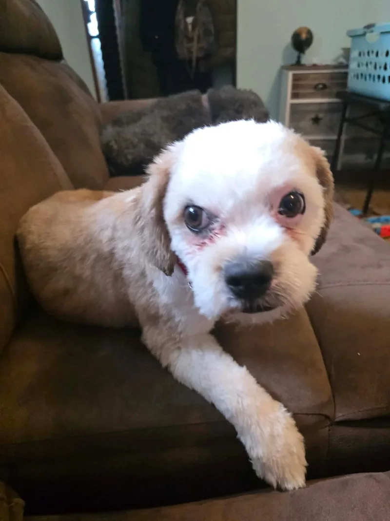 A young small-sized male Shih poo dog named Toby for adoption in Cedar Rapids, IA