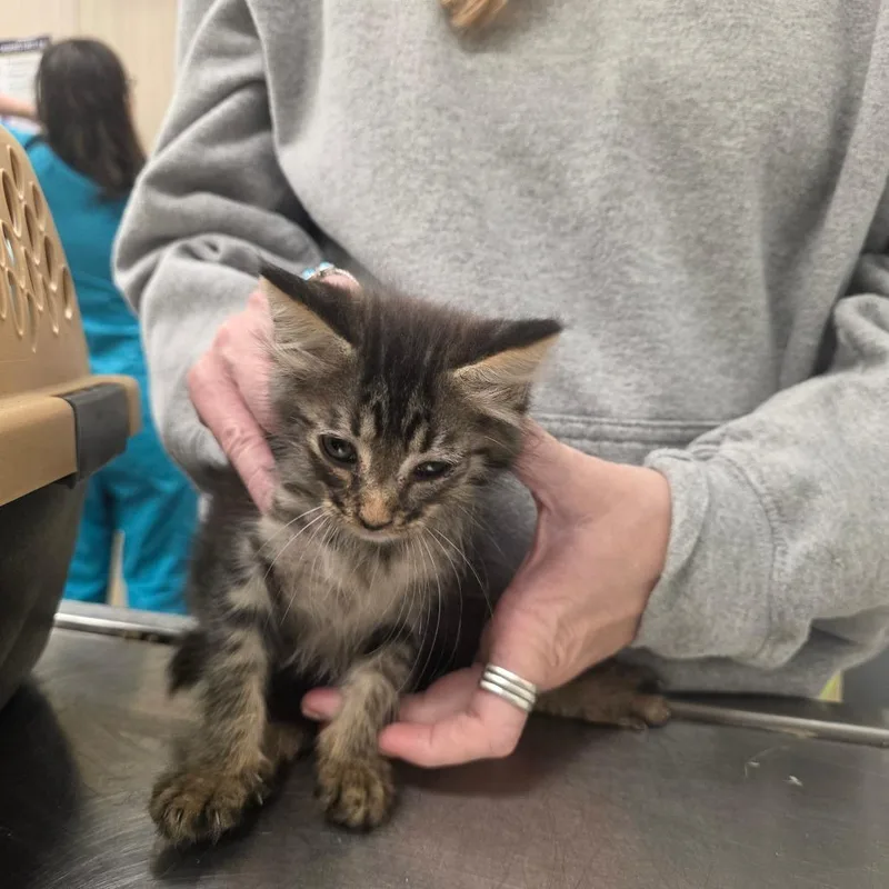A baby small-sized male Brown / Chocolate Domestic Short Hair cat named Cinnamon for adoption in Chattanooga, TN