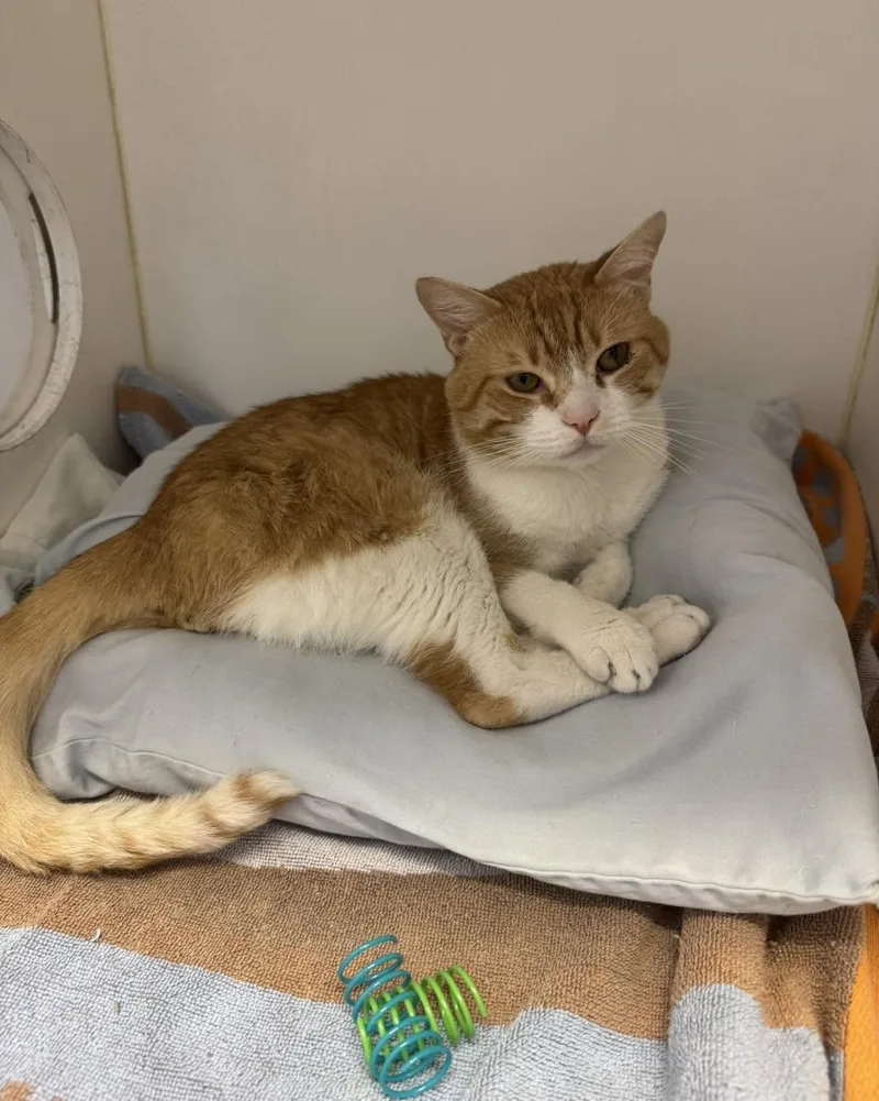 An adult medium-sized male Orange & White Domestic Short Hair cat named Gato for adoption in Bloomfield, NJ