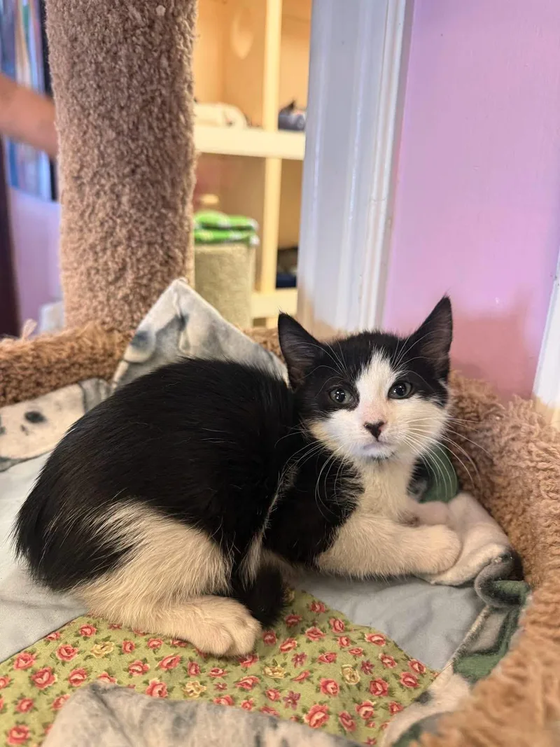 A young small-sized female Black & White / Tuxedo Domestic Short Hair cat named Jessica for adoption in Freeport, NY