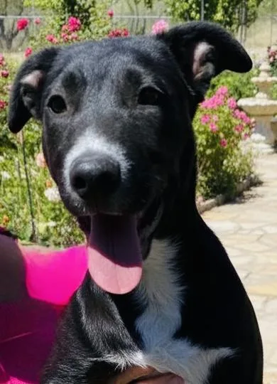 A baby medium-sized male Black Labrador Retriever dog named Champ for adoption in Austin, TX