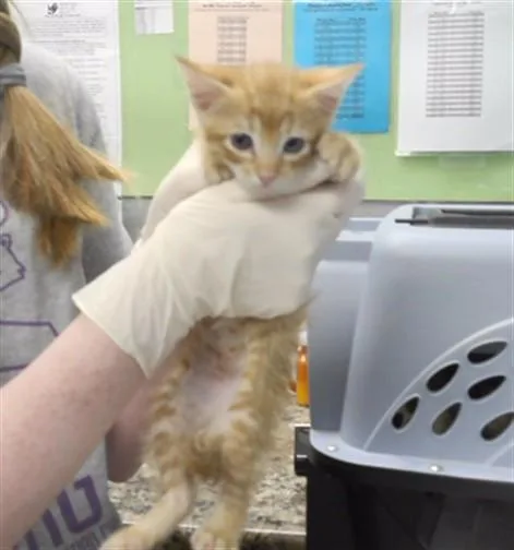A baby small-sized male Domestic Short Hair cat named Quack for adoption in Omaha, NE