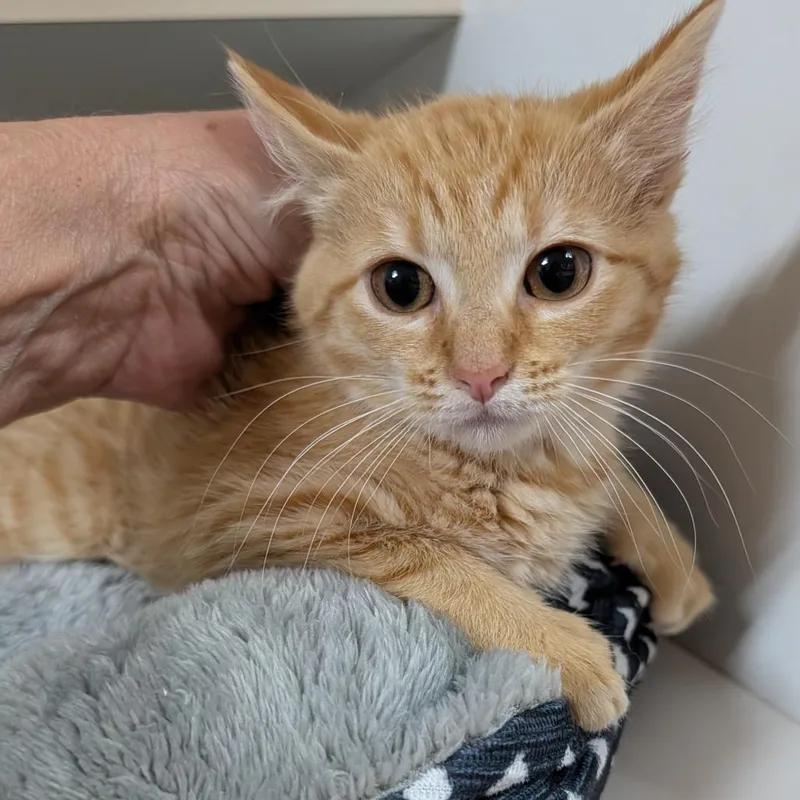 A baby small-sized female Orange / Red Domestic Short Hair cat named Mango for adoption in New York, NY