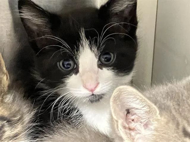 A baby small-sized female Domestic Short Hair cat named Papaya for adoption in Tustin, CA