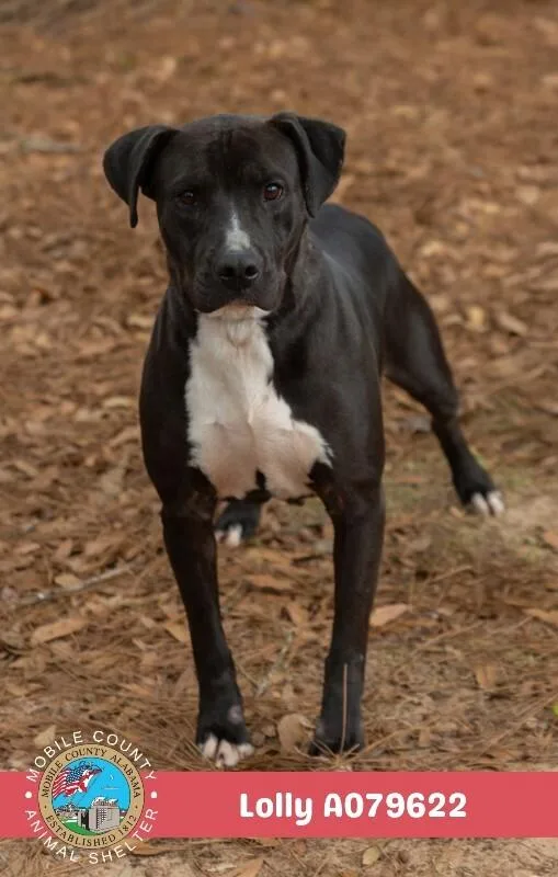 An adult medium-sized female Black American Bulldog dog named Lolly for adoption in Mobile, AL