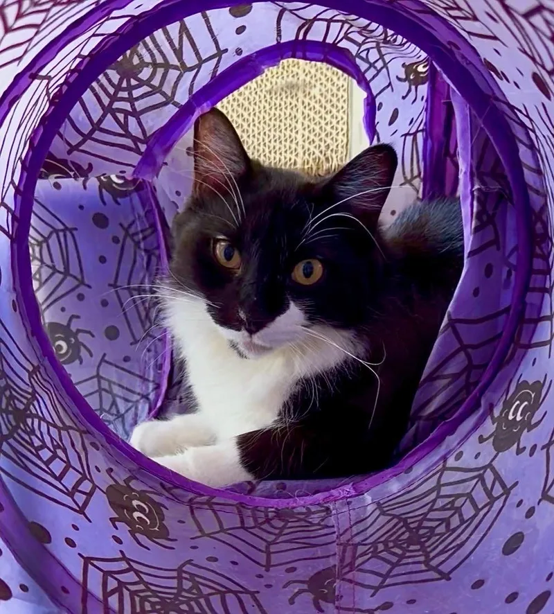 A young medium-sized male Black & White / Tuxedo Domestic Medium Hair cat named Murray for adoption in Totowa, NJ