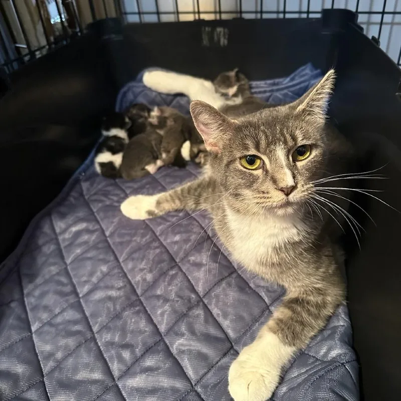 An adult medium-sized female Gray / Blue / Silver Domestic Short Hair cat named Butterfly for adoption in DeKalb, IL