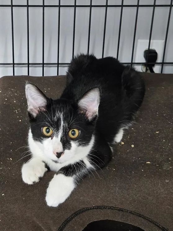 A young medium-sized male Black & White / Tuxedo Domestic Short Hair cat named Yin and Yang BONDED for adoption in Mount Vernon, OH