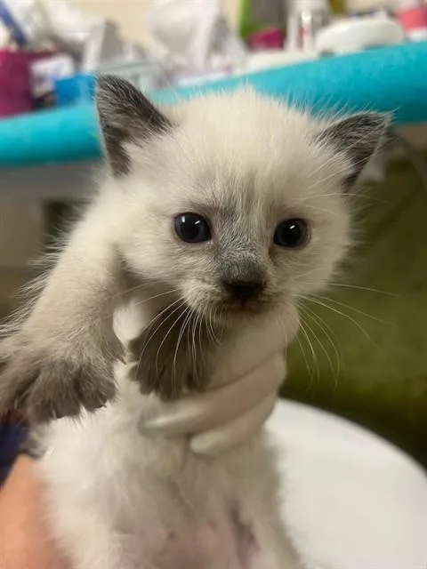 A baby small-sized female Siamese cat named Kim for adoption in Riverside, CA