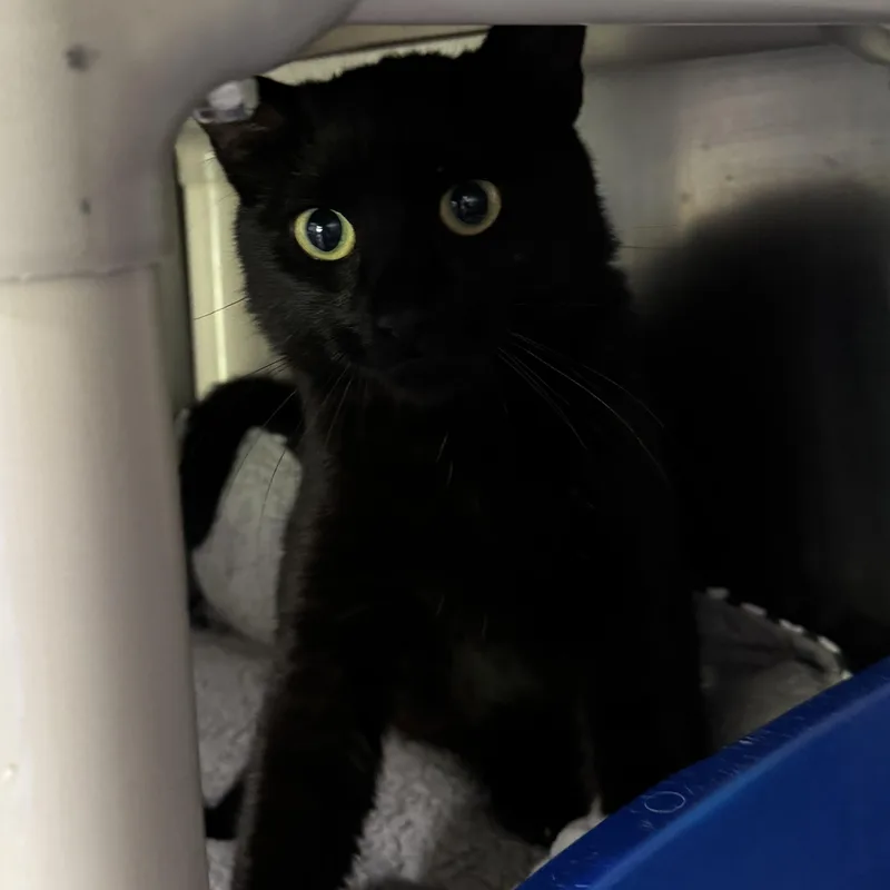 A baby medium-sized female Black Domestic Short Hair cat named Wisteria for adoption in Honesdale, PA