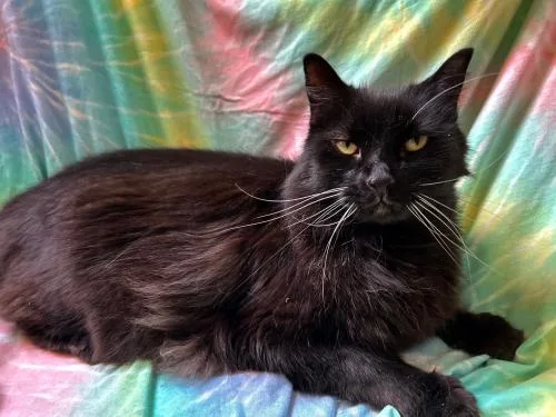 A senior medium-sized male Domestic Long Hair cat named Craig for adoption in St. Johnsbury, VT