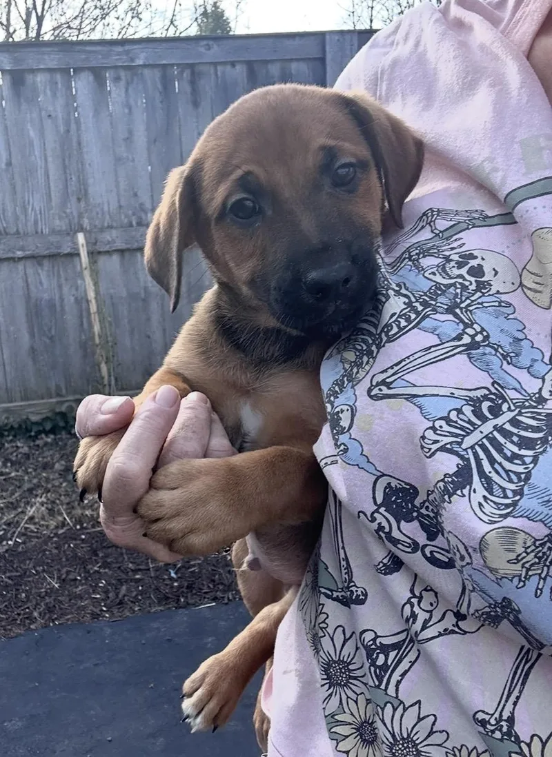 A baby medium-sized male Golden Labrador Retriever dog named Paprika for adoption in Wonder Lake, IL