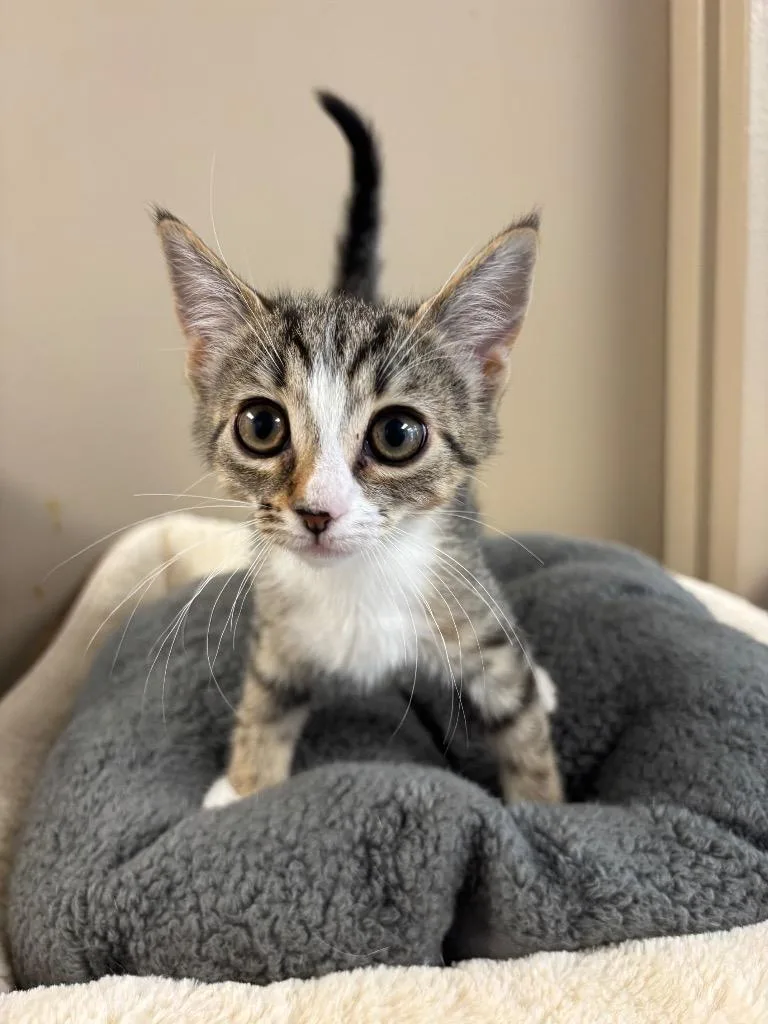 A baby small-sized female Domestic Short Hair cat named Toaster Strudel for adoption in Liverpool, NY