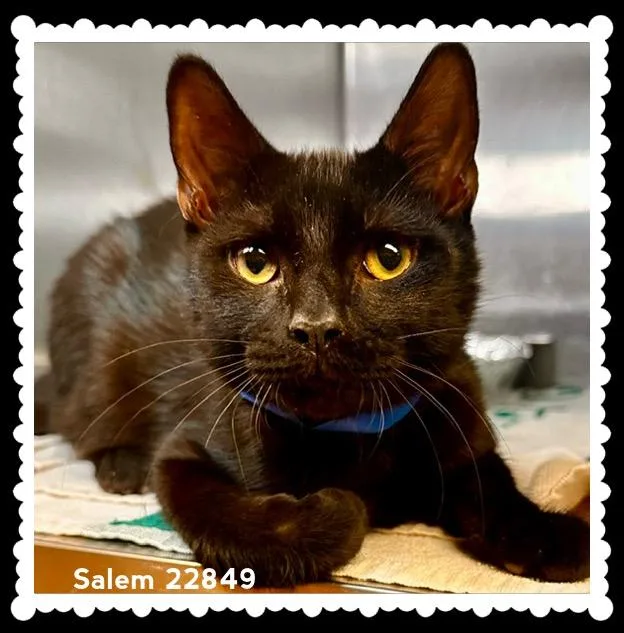 A baby medium-sized male Black & White / Tuxedo Domestic Short Hair cat named Salem for adoption in Marietta, GA
