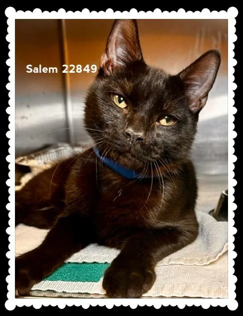 Salem thumbnail 2