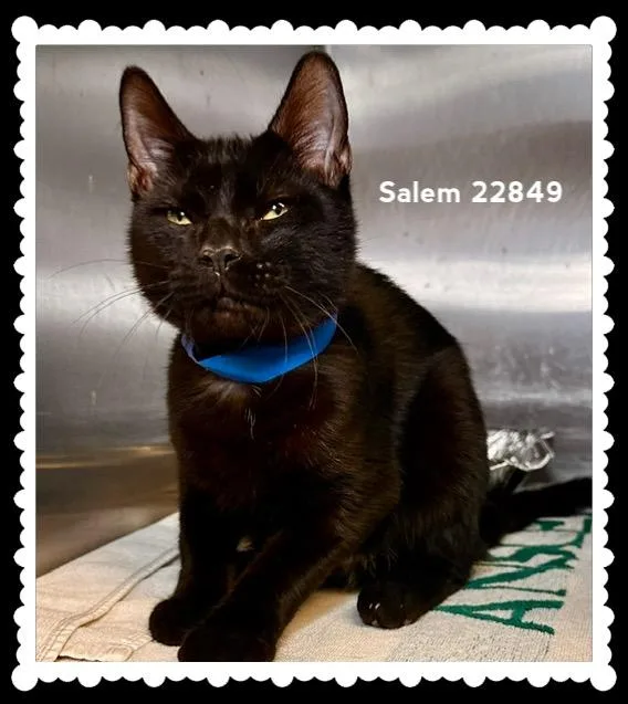Salem thumbnail 3
