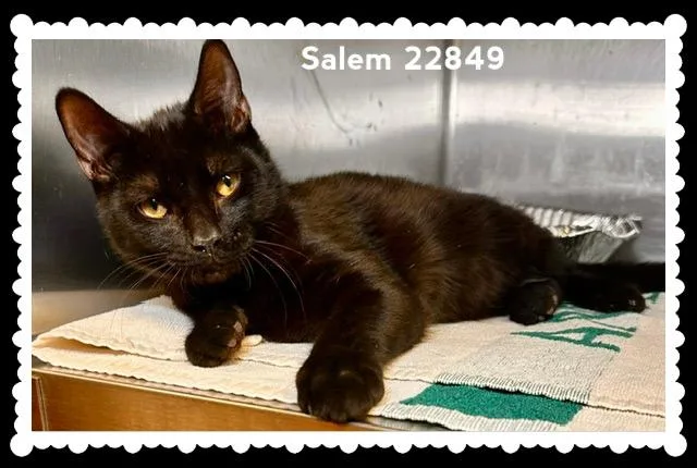 Salem thumbnail 4