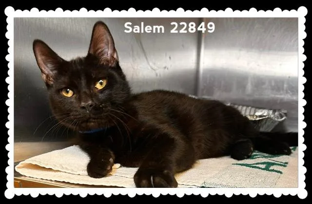 Salem thumbnail 5