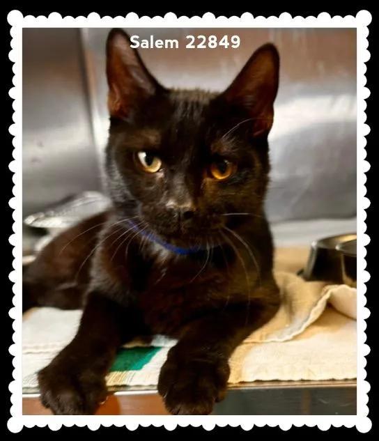 Salem thumbnail 6