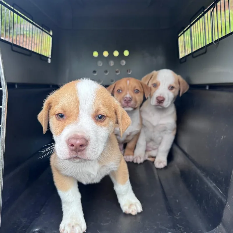 A baby small-sized male Apricot / Beige Border Collie dog named Celery for adoption in Tacoma, WA