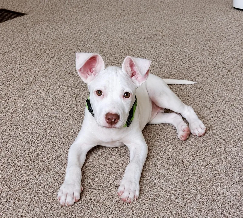 A baby medium-sized male White / Cream Pointer dog named Sullivan for adoption in Grand Rapids, MI