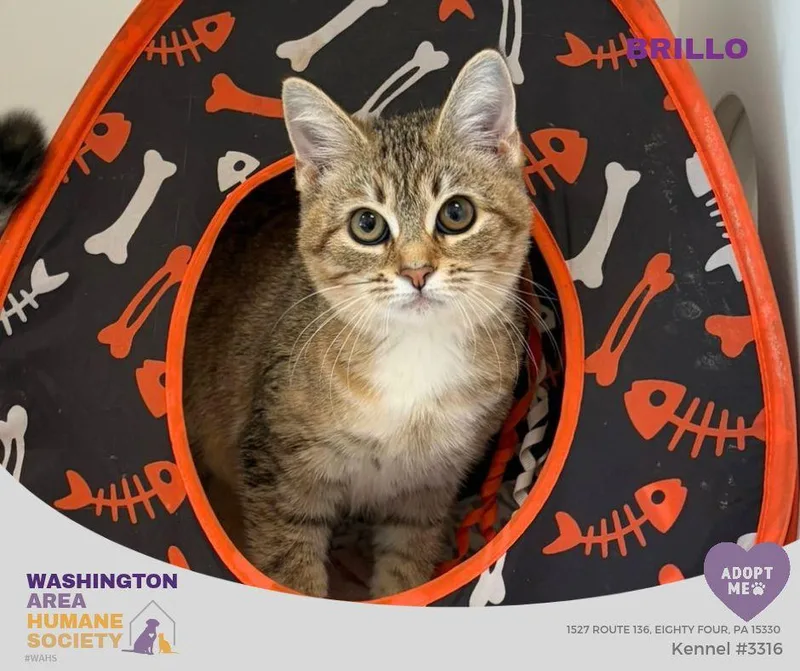 A baby small-sized female Torbie Domestic Short Hair cat named Brillo for adoption in Eighty Four, PA