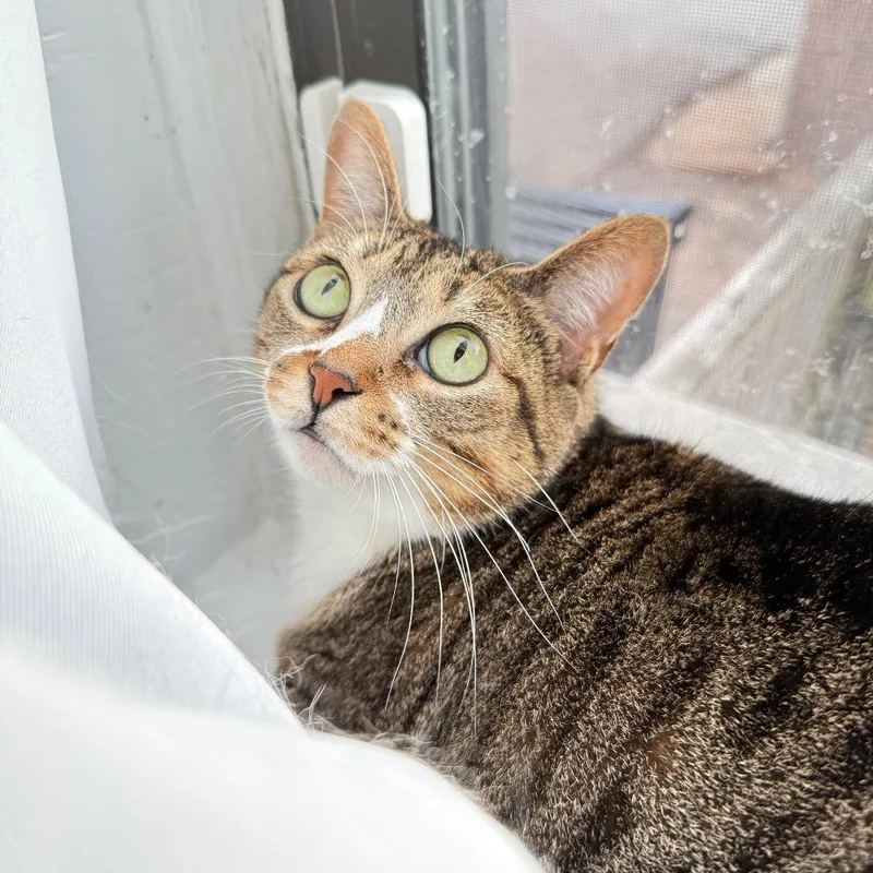 An adult large-sized female Tabby (Brown / Chocolate) Domestic Short Hair cat named Dinah for adoption in Evanston, IL