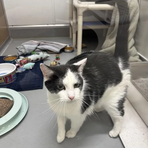 An adult small-sized male Domestic Short Hair cat named Oreo Bonded Buddy for adoption in Des Moines, IA