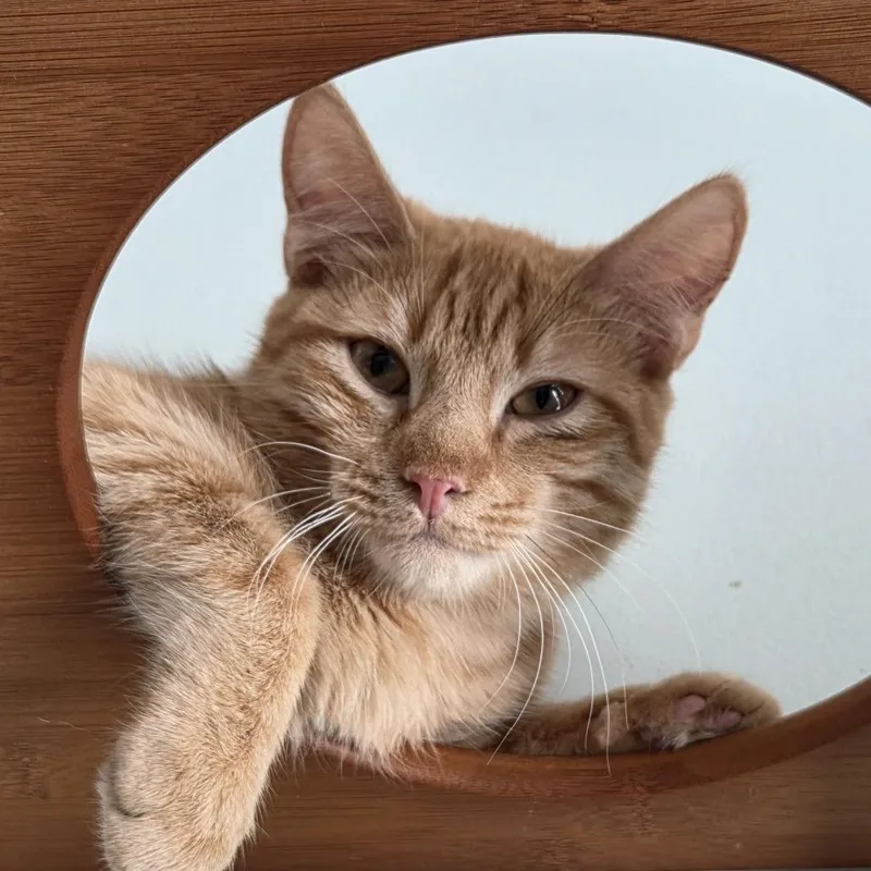 A young medium-sized male Orange / Red Domestic Short Hair cat named Mango for adoption in Leander, TX