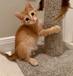 A baby small-sized male Domestic Short Hair cat named Macaroni for adoption in Conroe, TX