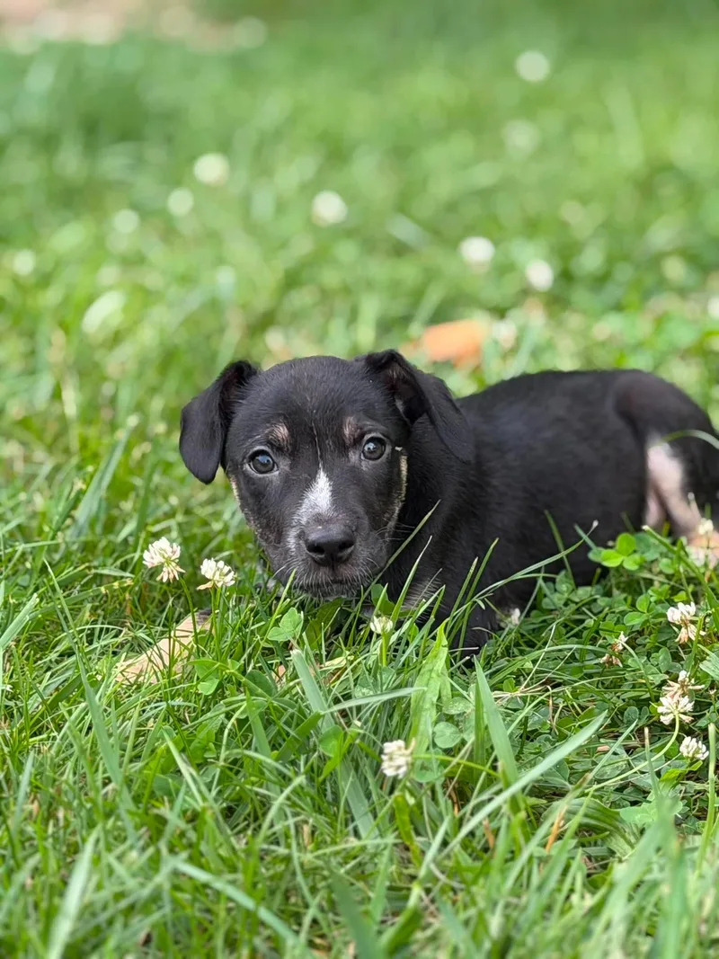 A baby small-sized male Black Beagle dog named Chance for adoption in Wheelersburg, OH