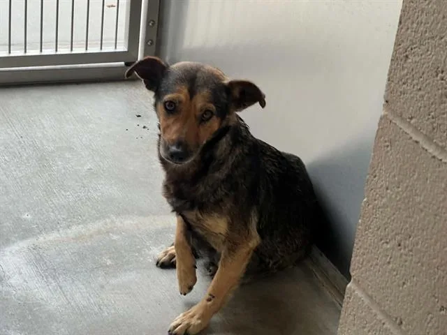 An adult small-sized female Chihuahua dog named Irene for adoption in Tustin, CA