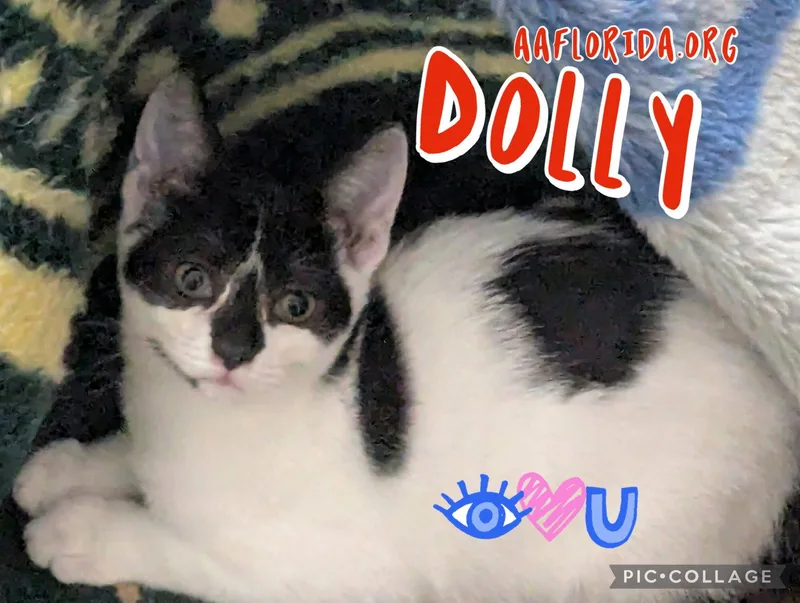 A young medium-sized female Black & White / Tuxedo Tuxedo cat named Dolly for adoption in Pensacola, FL