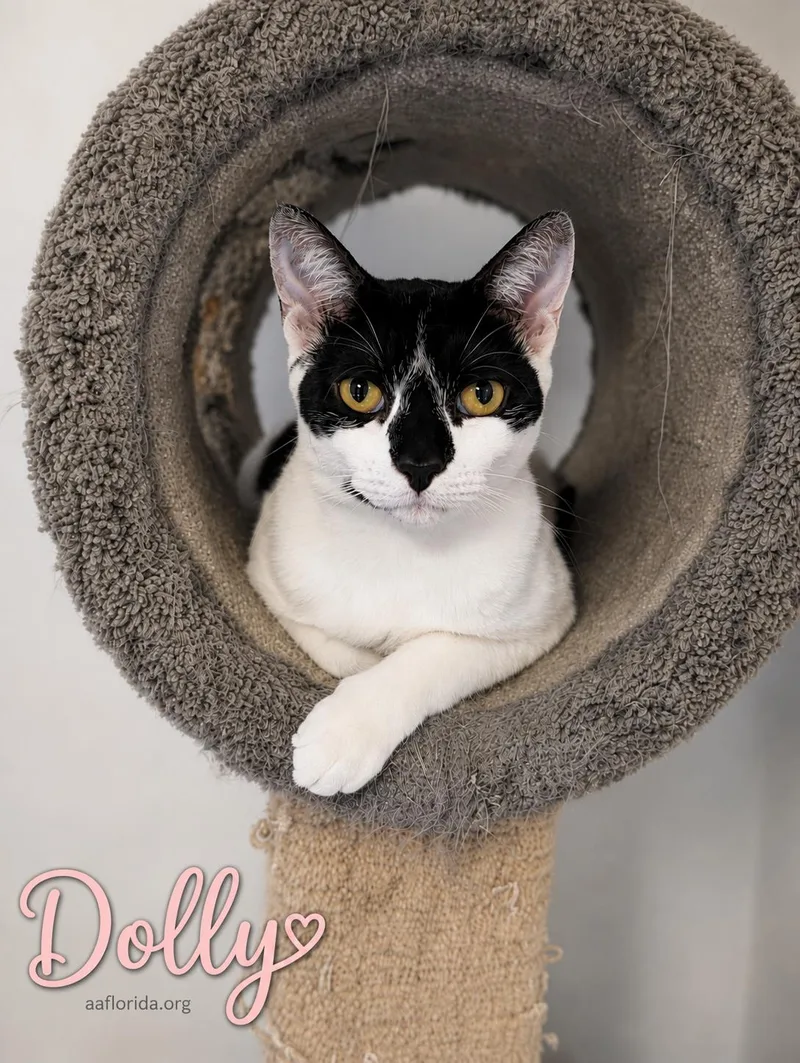 Dolly thumbnail 2