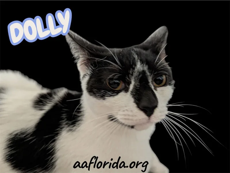 Dolly thumbnail 3