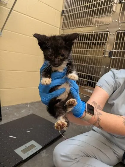 A baby small-sized female Domestic Short Hair cat named Venus for adoption in Independence, MO