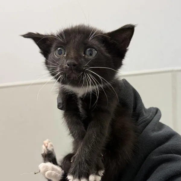 A baby small-sized female Domestic Short Hair cat named May for adoption in Oceanside, CA